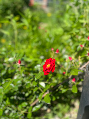 Organic Botanicals for Home Apothecary