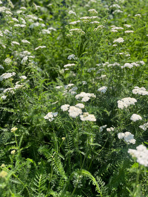 Organic Botanicals for Home Apothecary